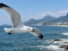 Gaivota-tridáctila voando sobre o litoral brasileiro