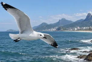 Gaivota-tridáctila voando sobre o litoral brasileiro
