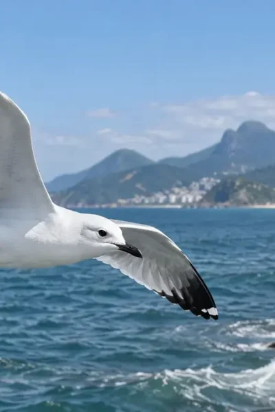 Gaivota-tridáctila voando sobre o litoral brasileiro