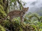 gato selvagem bolivia