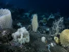 Comunidade de esponjas marinhas no fundo do oceano no Alasca