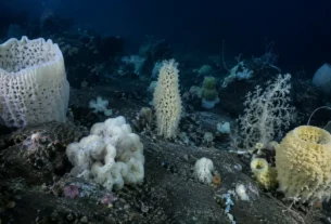 Comunidade de esponjas marinhas no fundo do oceano no Alasca