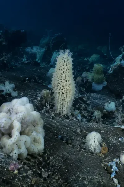 Comunidade de esponjas marinhas no fundo do oceano no Alasca