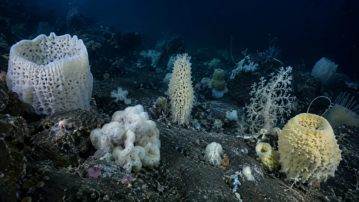 Comunidade de esponjas marinhas no fundo do oceano no Alasca