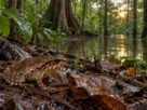 Sapo sobre folhas úmidas em floresta de várzea na Amazônia