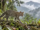 Pequeno felino silvestre em floresta montanhosa da Bolívia